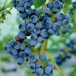 Chippewa Blueberry Fruits And Berries Veseys